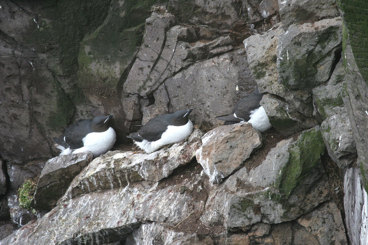 Bide pornosida mushukni yuvish Voyaga etgan ayollar diskining porno fotosuratlari